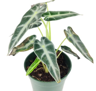 Alocasia Dwarf Amazonica