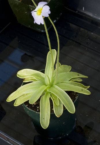 Pinguicula Primuliflora (butterwort). 2-3 inch starter