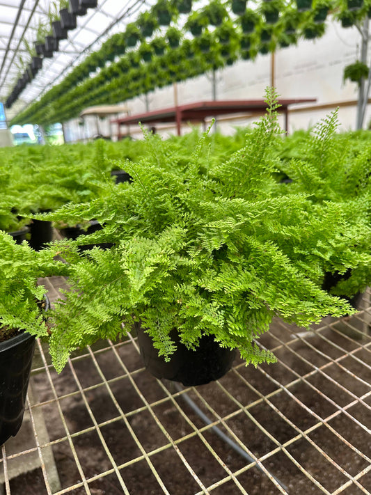 FERN Boston Cotton Candy Live Plant 6in