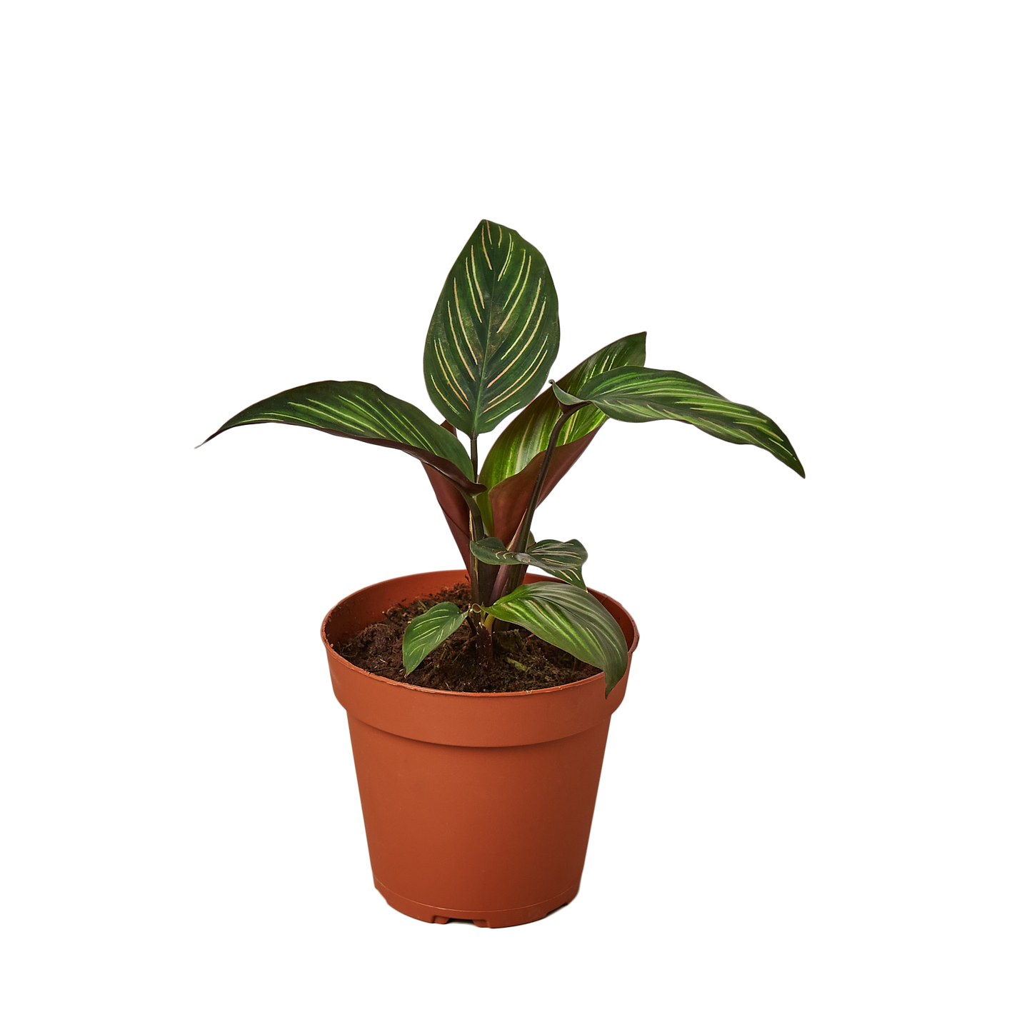 CALATHEA BEAUTY STAR 4-inch