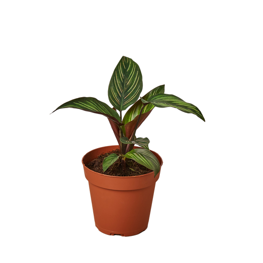 CALATHEA BEAUTY STAR 4-inch