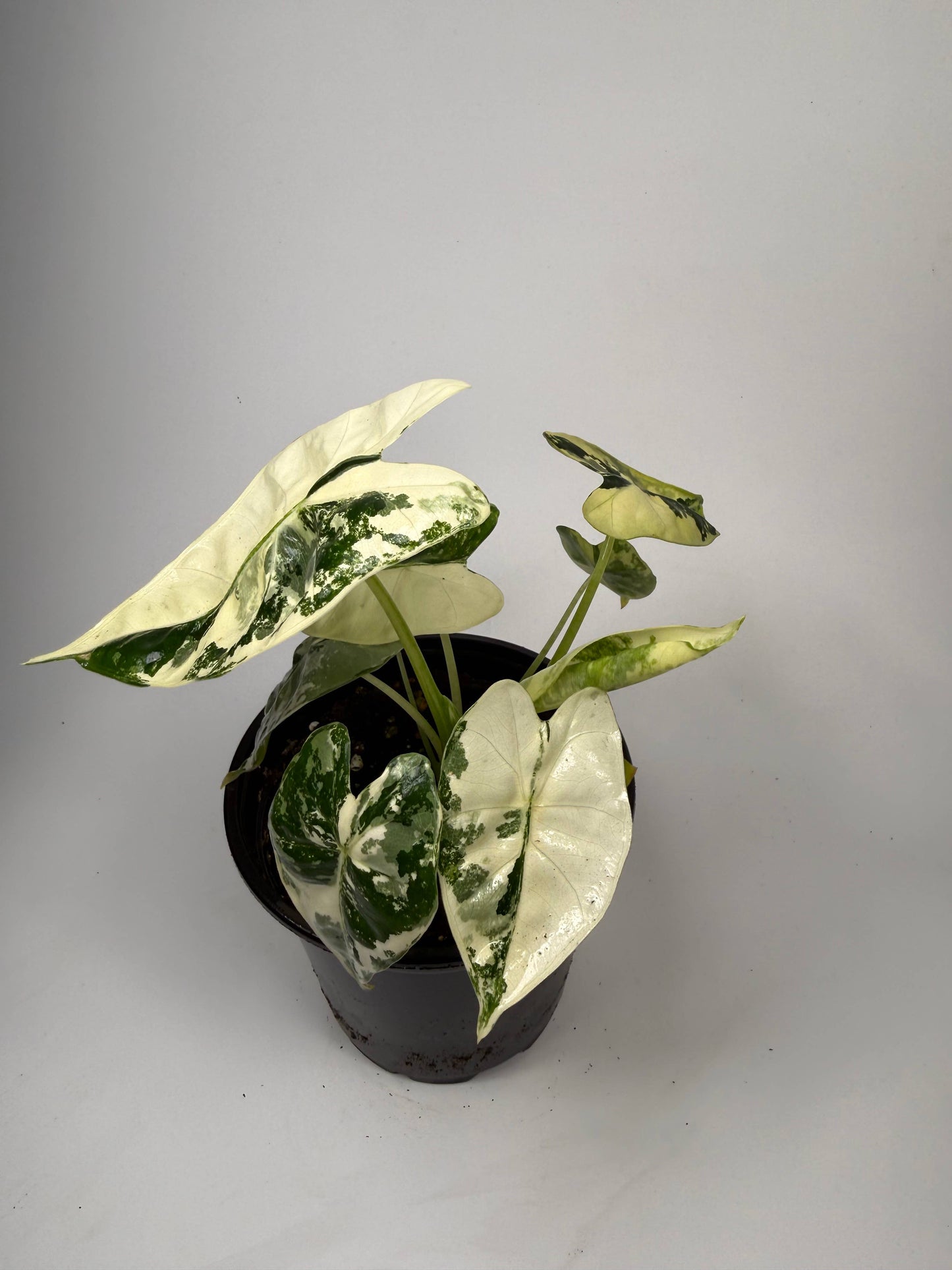 Alocasia Variegated Frydek - 4" Pot