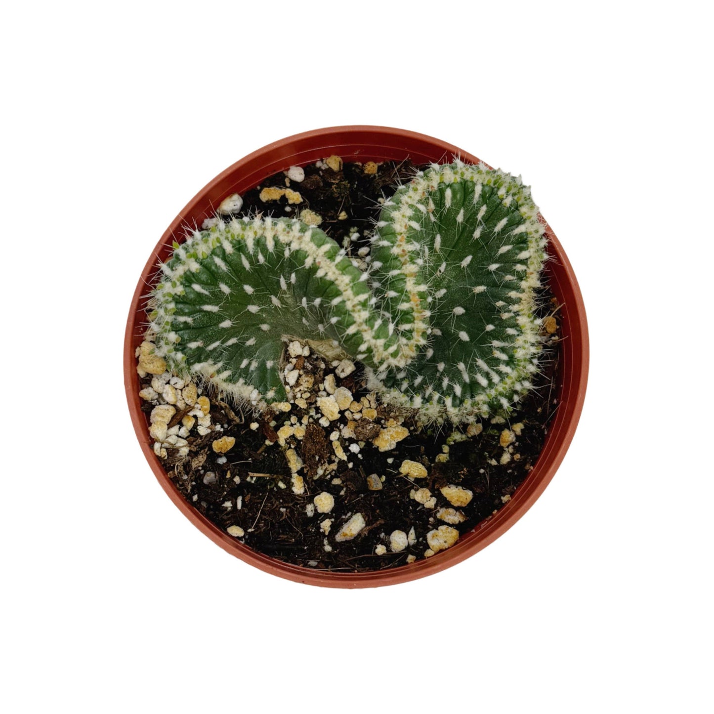 Emerald Idol | 4 inch | Austrocylindropuntia cylindrica cristata: 4 inch