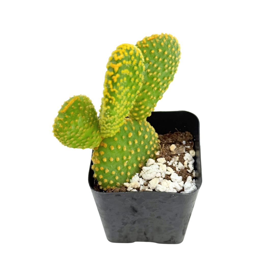 Crazy Bunny Ears | 2.5 inch | Opuntia microdasys monstrosa: 2.5 inch