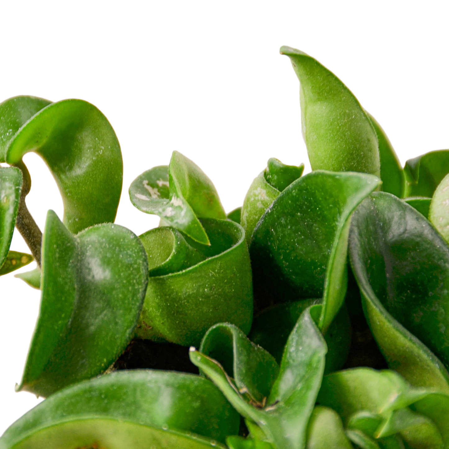 HOYA ROPE 4-inch