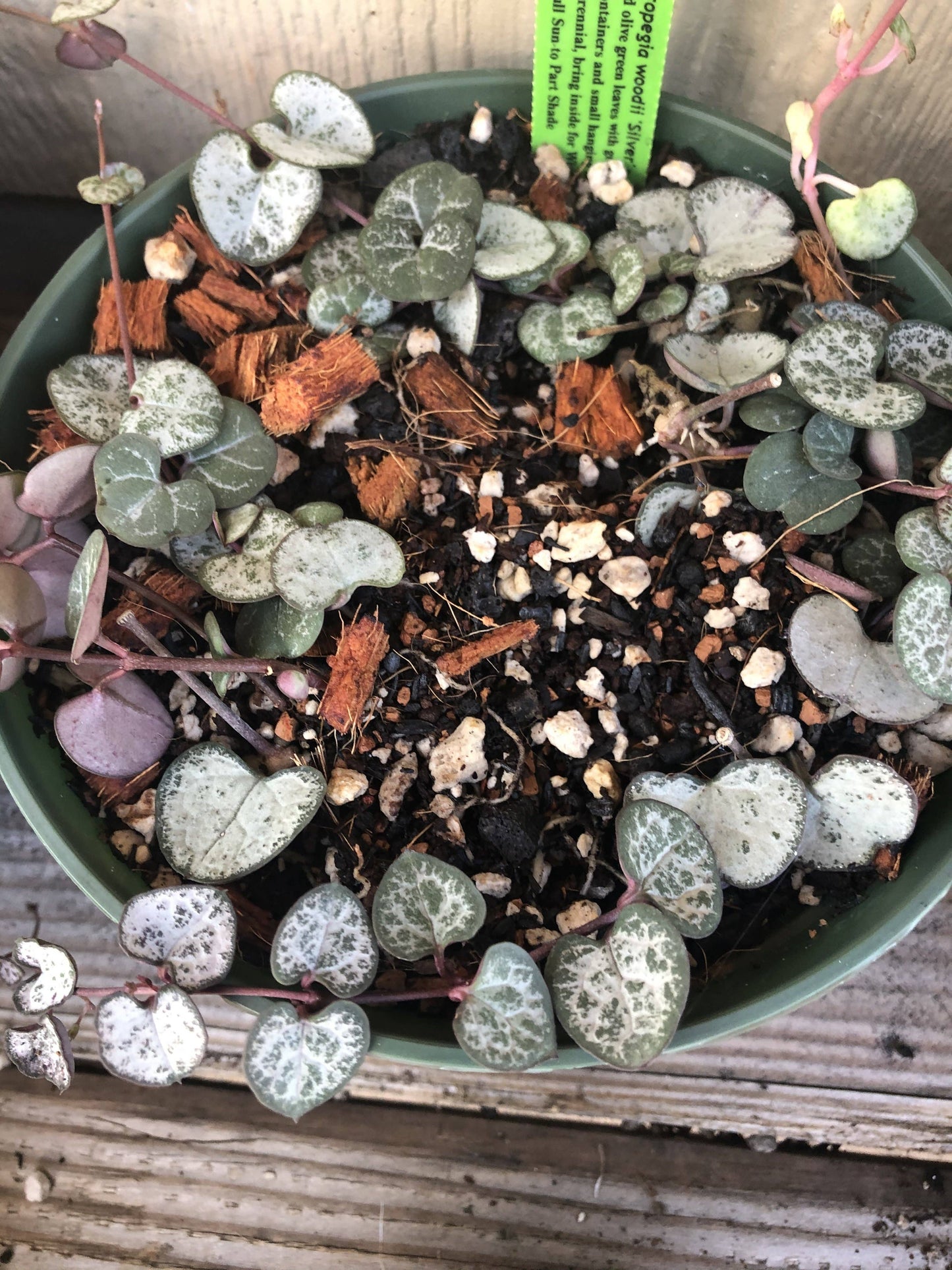 STRING OF SEMI SUCCULENT Premium Potting Mix: 1/2 Gallon