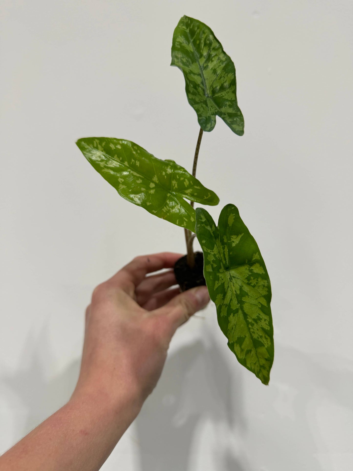 Alocasia Shattered Glass