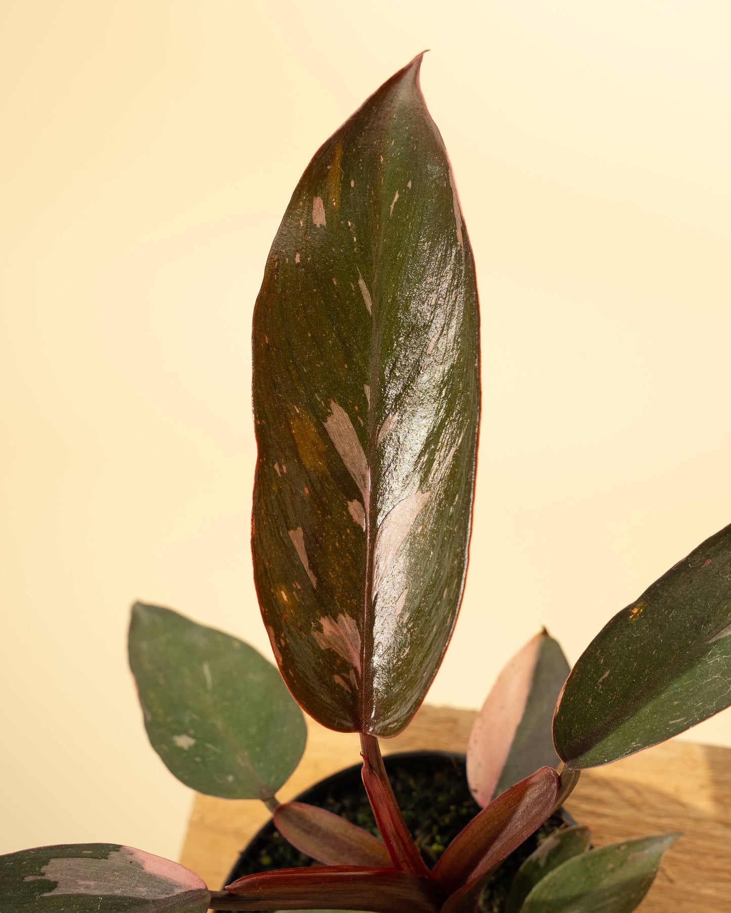 4" Philodendron 'Pink Princess'