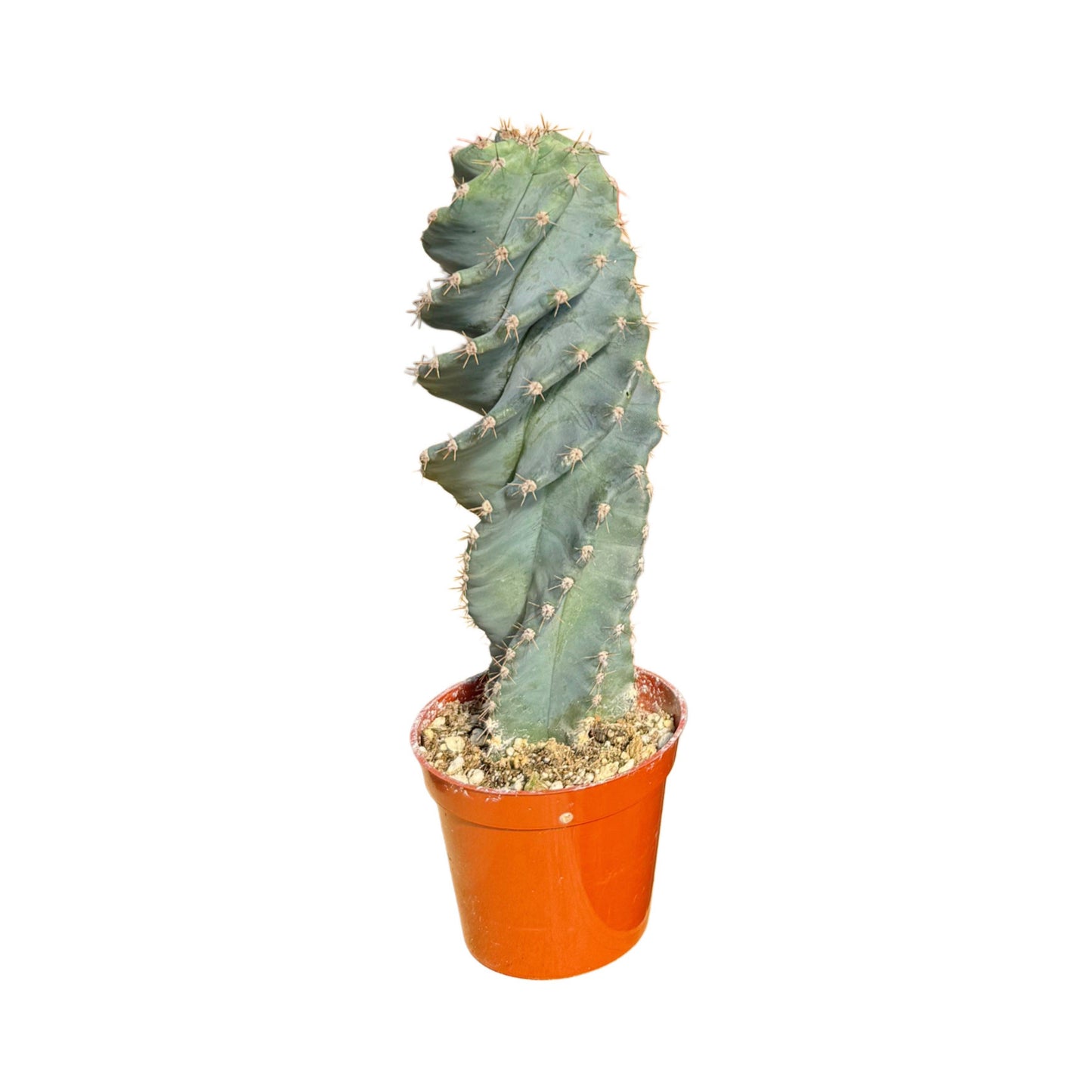 Spiral Cactus | Small 3.25 inch | Cereus forbesii spiralis: 3.5 inch