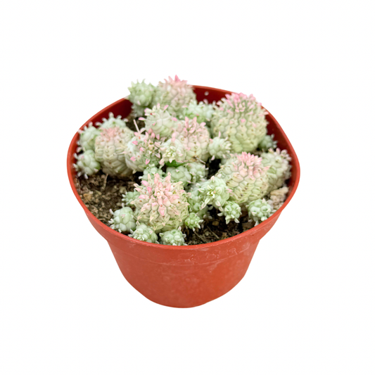 Variegated Corn Cob Cactus | 4 inch | Euphorbia mammillaris varigegata: 4 inch