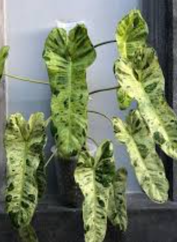 Philodendron Paraiso Verde. 2-3 inch starter plant. : No. I will pot them myself.