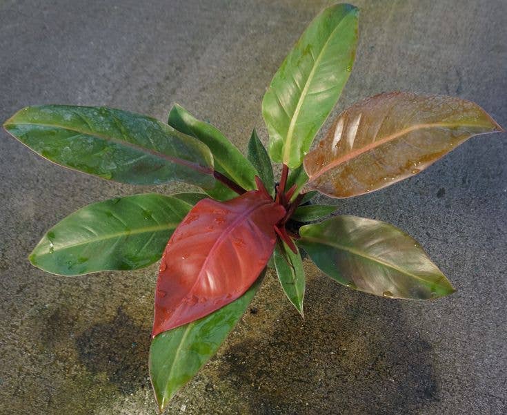Philodendron Red King. 2-3 inch starter plant.  : No. I will pot them myself.
