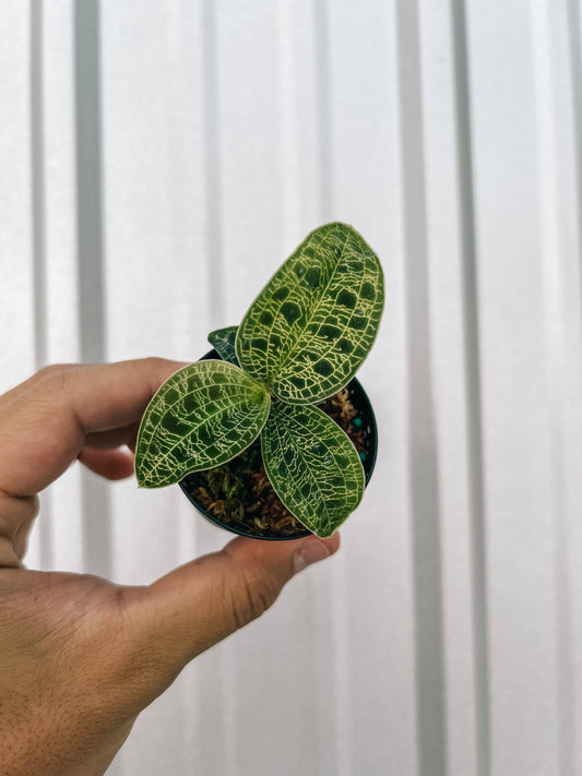 2" Jewel Orchid 'Macodes Petola'