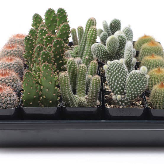 Cactus Bulk 25-Pack (5 Varieties, 2" Pots)