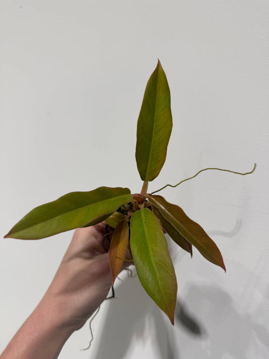 Philodendron Narrow.