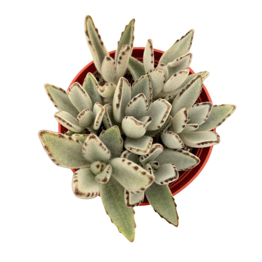 Panda Plant | 4 inch | Kalanchoe tomentosa: 4 inch