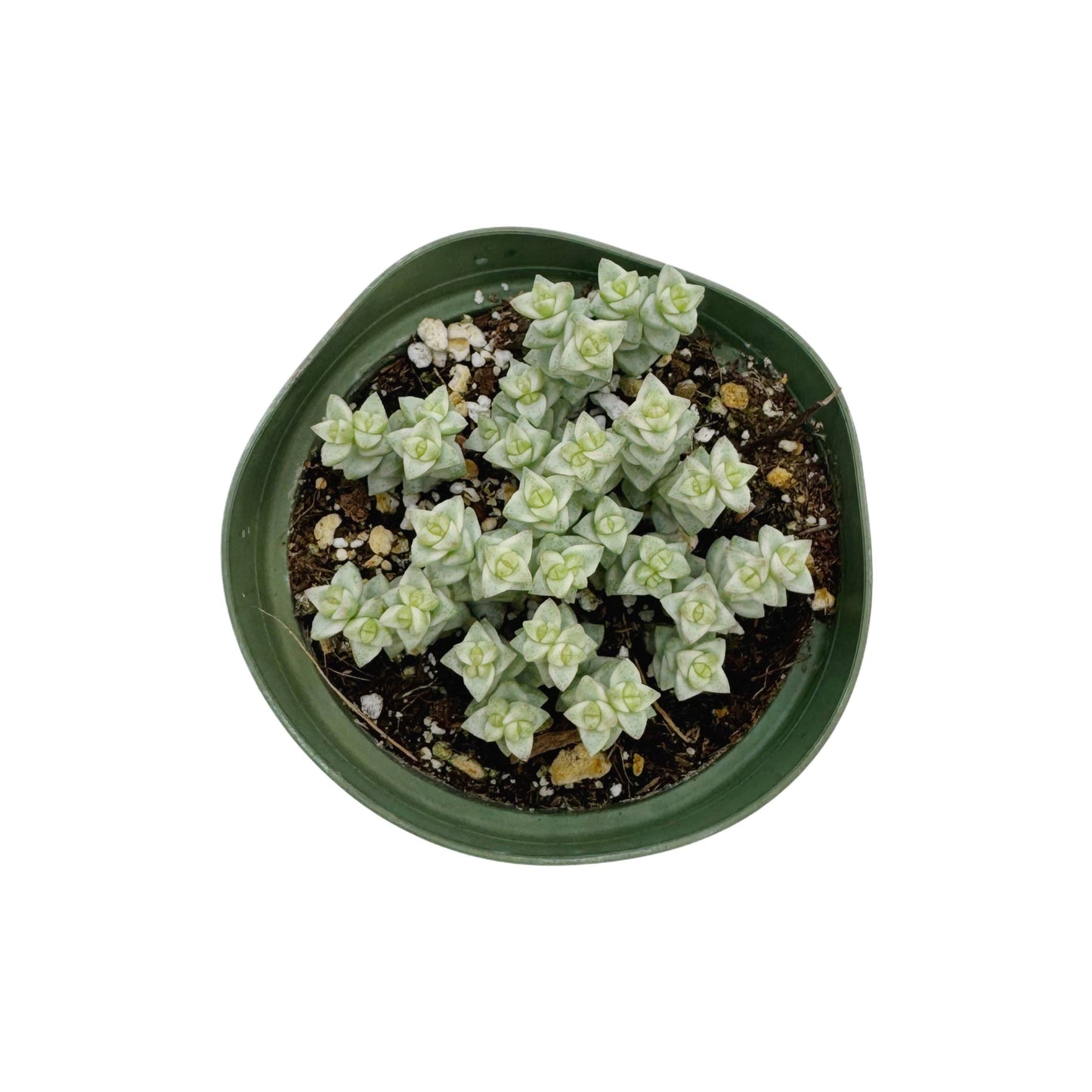 Crassula 'Tom Thumb' Variegated | 4 inch: 4 inch