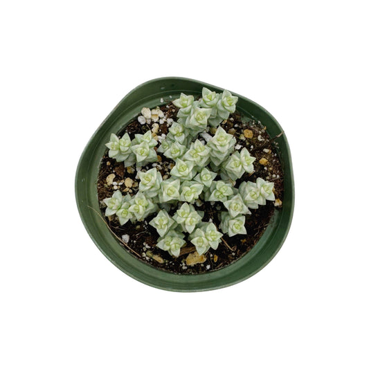 Crassula 'Tom Thumb' Variegated | 4 inch: 4 inch