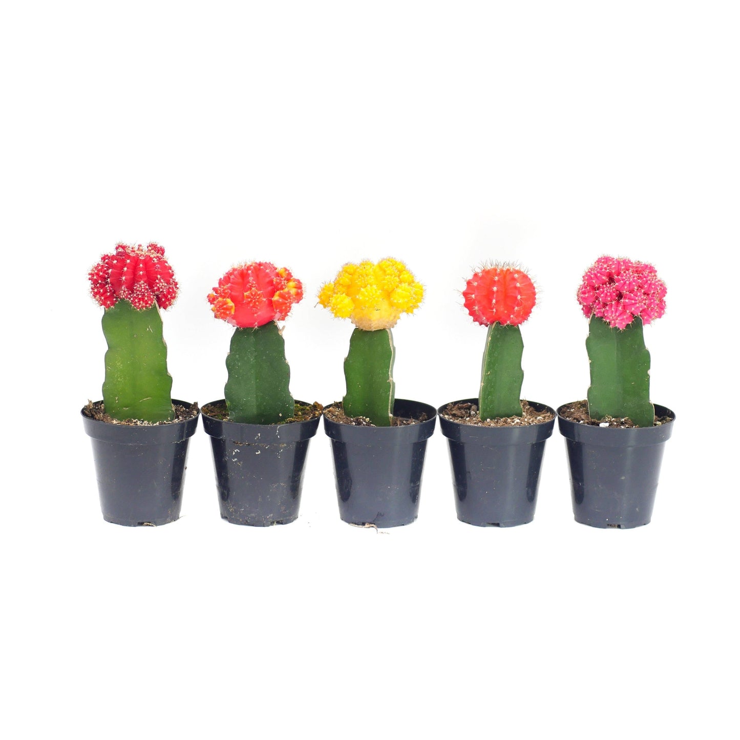 Neon Moon Cactus | 2.5 inch | Gymnocalycium mihanovichii: Assorted / 2.5 inch
