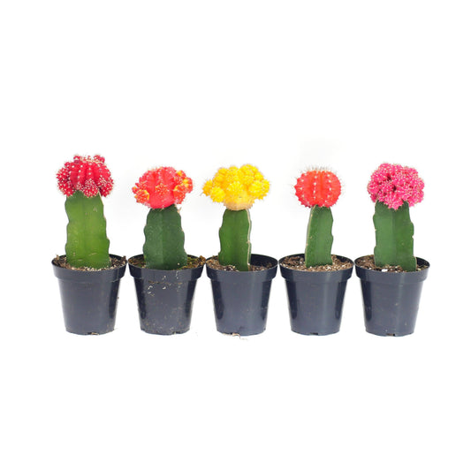Neon Moon Cactus | 2.5 inch | Gymnocalycium mihanovichii: Assorted / 2.5 inch