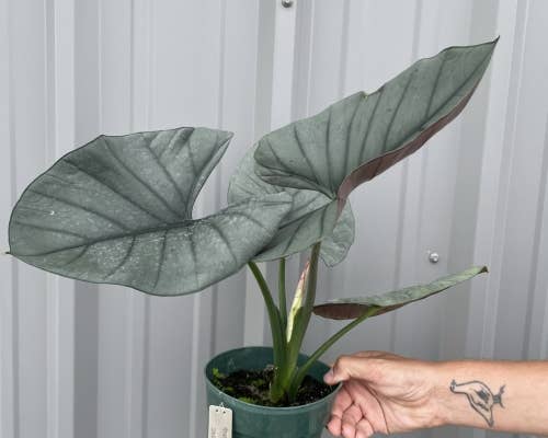 Alocasia Reginae