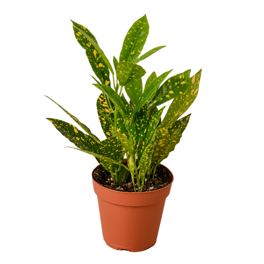 CROTON GOLD DUST 4-inch