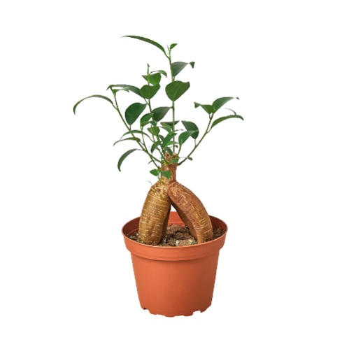 FICUS GINSENG 4-inch