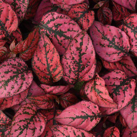 Polka Dot Plant "RED SPLASH SELECT "