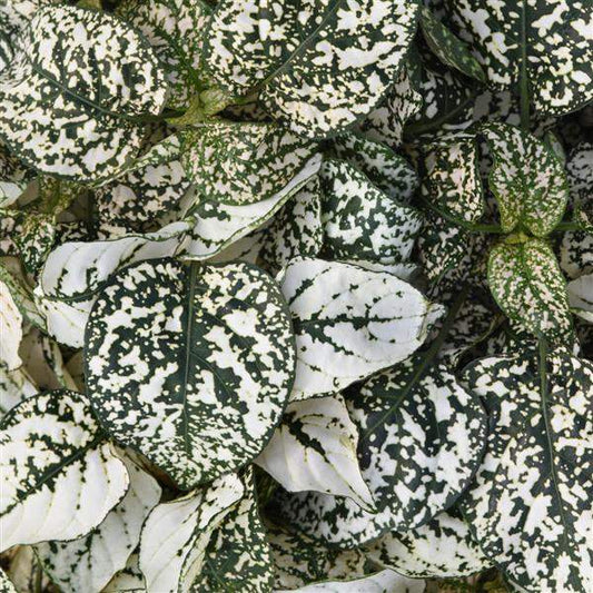 Polka Dot Plant "WHITE SPLASH SELECT "