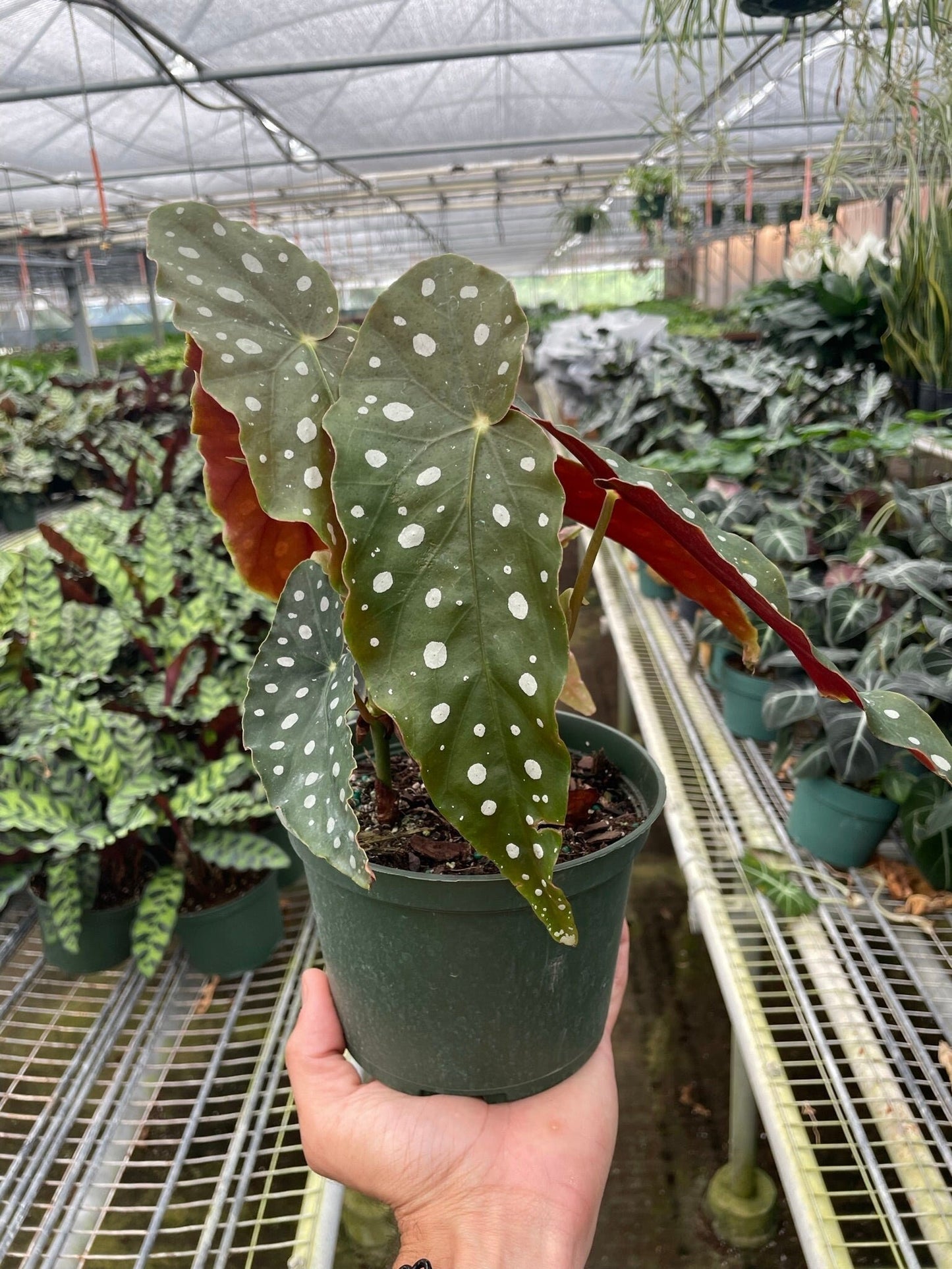 Small Begonia 'Maculata' polka dot begonia angel wing /cane