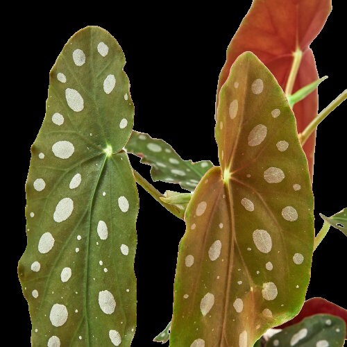 Small Begonia 'Maculata' polka dot begonia angel wing /cane