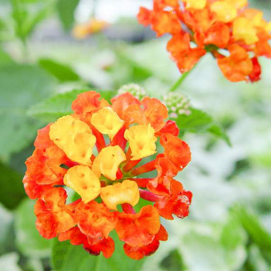 Lantana " DALLAS RED " Live Rooted Starter  Plant