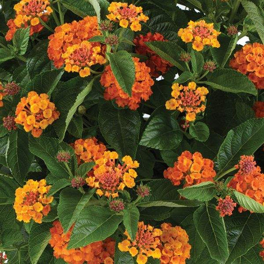 Lantana "GEM CITRINE" Live Rooted Starter  Plant