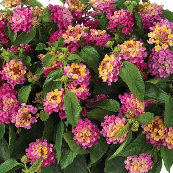 Lantana " COMPACT PINK OPAL " Live Rooted Starter  Plant