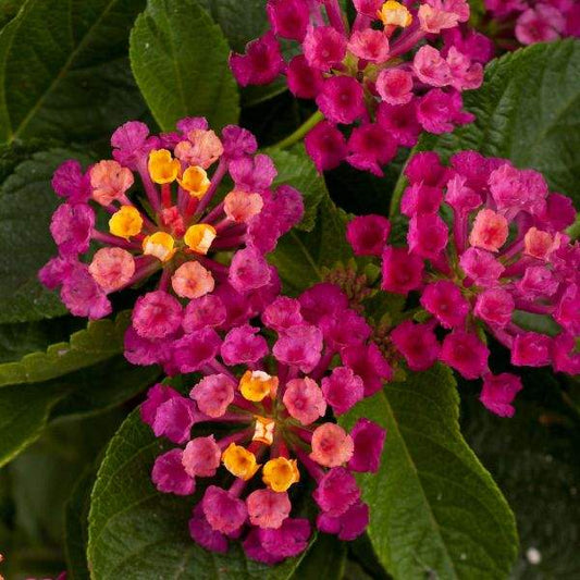 Lantana " GEM DIVA PINK  " Live Rooted Starter  Plant