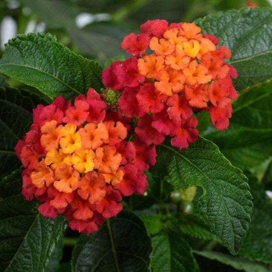 Lantana " GEM RUBY  " Live Rooted Starter  Plant