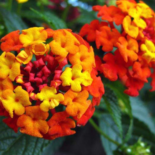 Lantana "RADIATION" 1 Live Rooted Starter  Plant