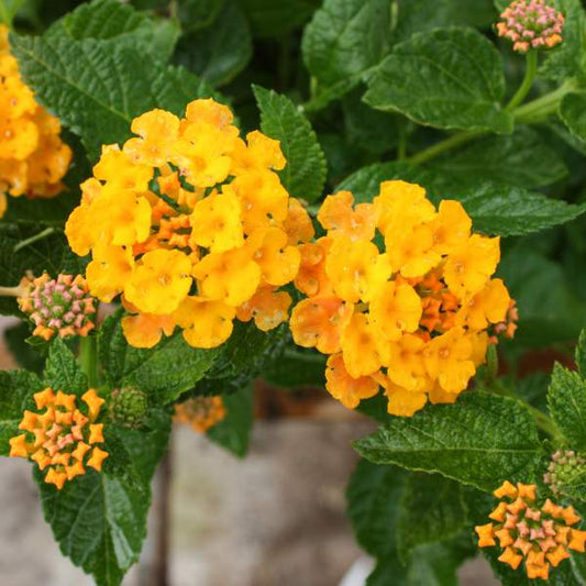 Lantana "SPREADING GOLD " Live Rooted Starter  Plant