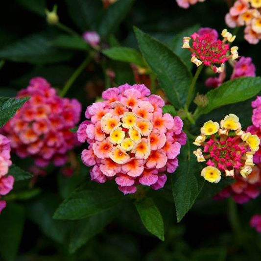 Lantana " TROPIC PINK BIRD" Live Rooted Starter  Plant