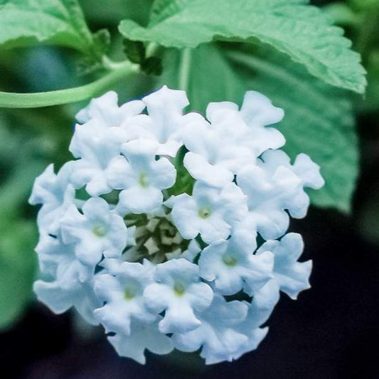 Lantana " UPRIGHT WHITE  " Live Rooted Starter  Plant