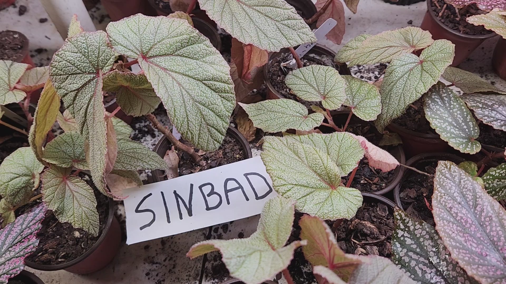 専用❣️Begonia Begonia PINK SINBAD Rooted Plant Angel Wing /cane – Diane's