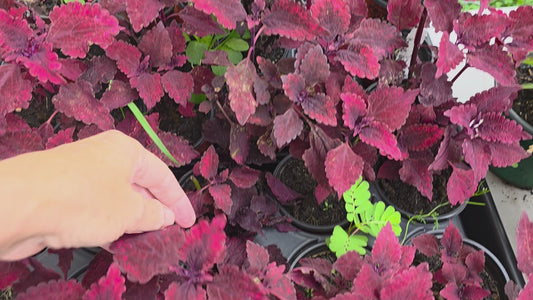 Coleus "HOT LAVA"