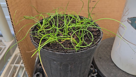 Live Starter/plug Rooted  CORKSCREW RUSH Juncus Effusus Spiralis