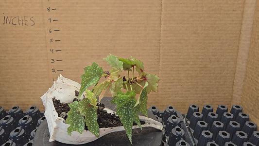 Unique plant with real shell pot and angel wing begonias