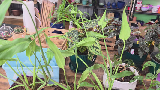 Monstera 'Burle Marx Flame'