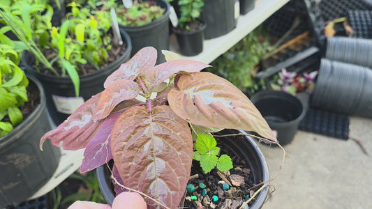 Hard to find Chocolate Plant Pseuderanthemum alatum or Chocolate Plant