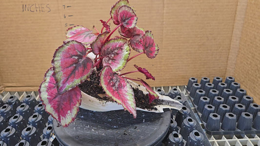 Unique plant with real shell pot and rex begonias