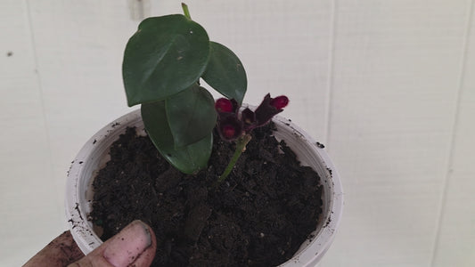 LIPSTICK Rooted Starter Plant about 2 inches tall  RARE