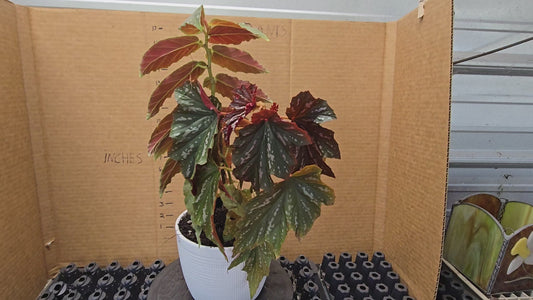 Rex and Angel Wing Begonia in decorative pot