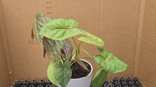 Arrowhead and Angel Wing Begonia in decorative pot